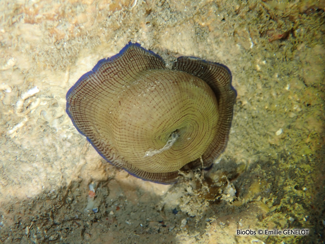Actinie striée - Paractinia striata - Emilie GENELOT - BioObs