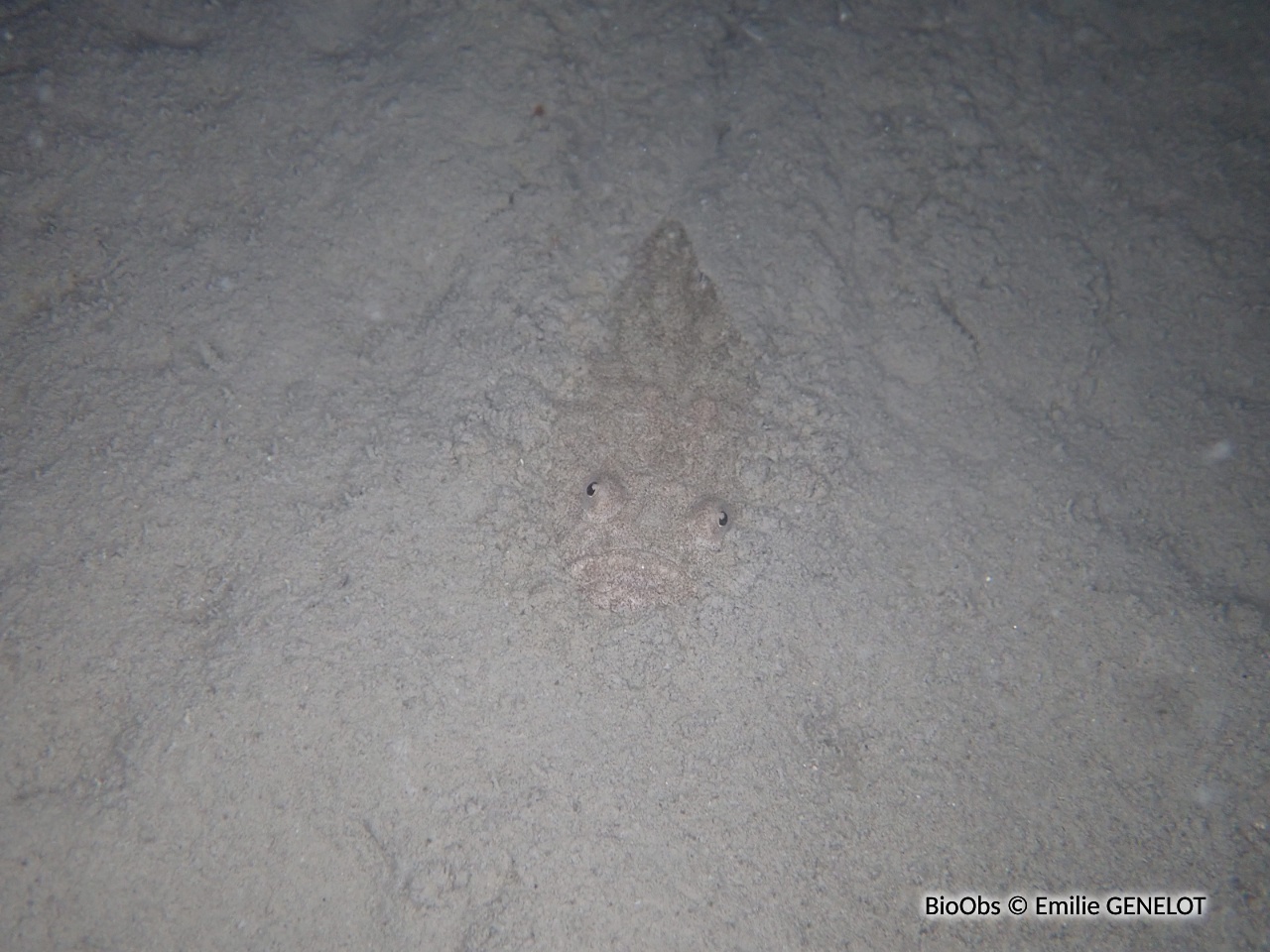 Uranoscope - Uranoscopus scaber - Emilie GENELOT - BioObs