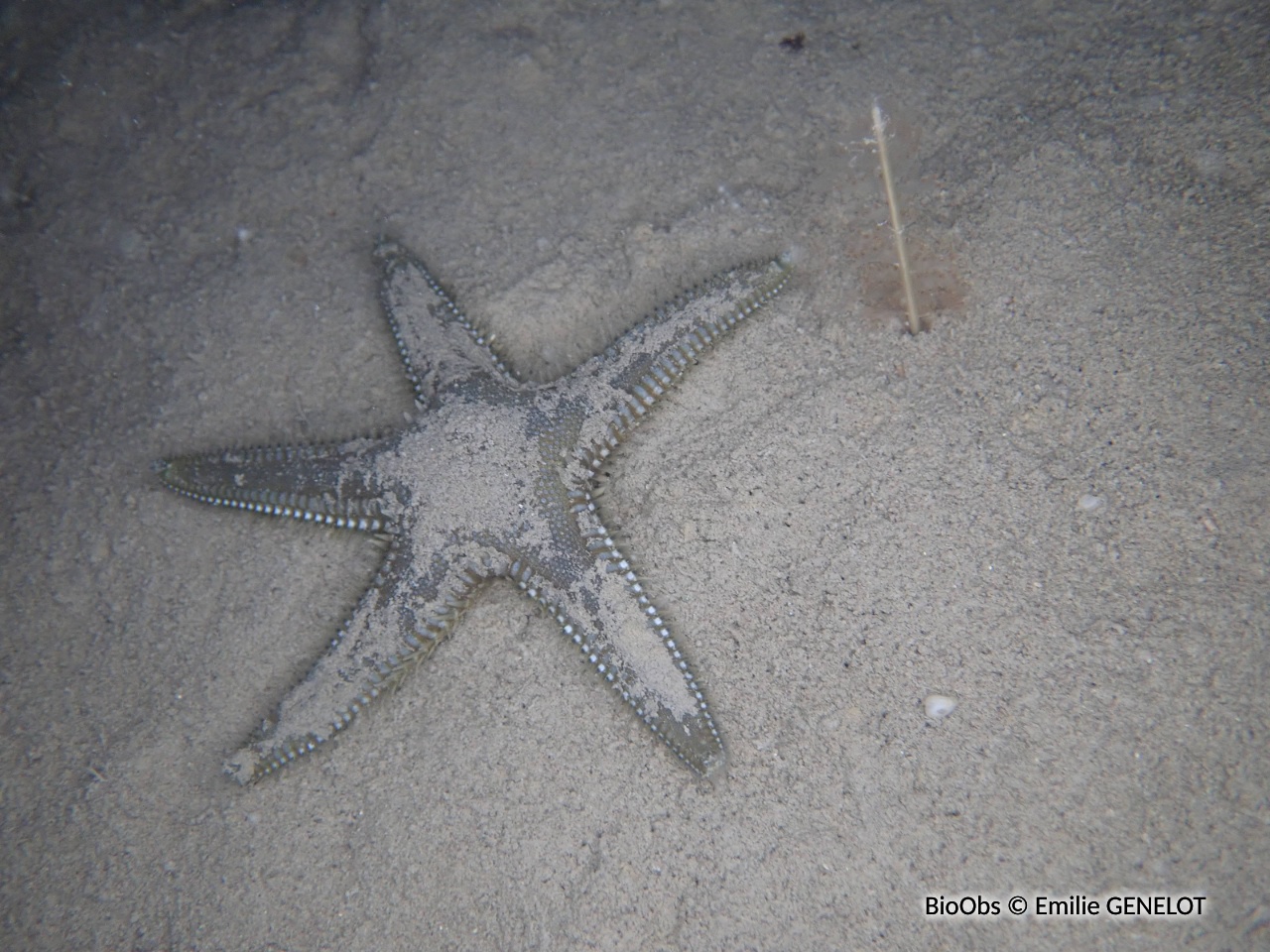 Etoile-peigne à piquants plats - Astropecten platyacanthus - Emilie GENELOT - BioObs