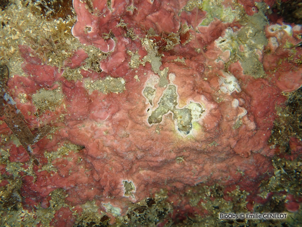 Mésophylle alterné - Mesophyllum alternans - Emilie GENELOT - BioObs