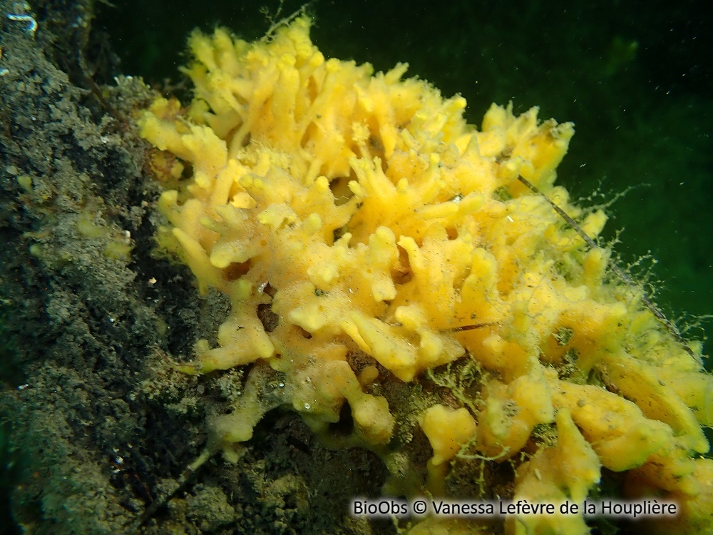 Halichondrie cierge - Halichondria (Halichondria) bowerbanki - Vanessa Lefèvre de la Houplière - BioObs