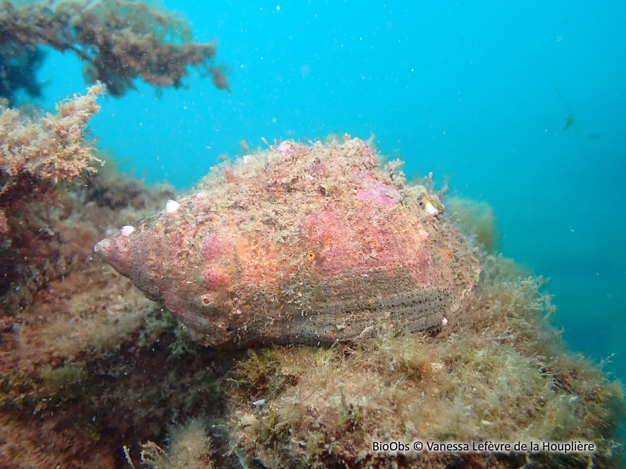 Bouche de sang - Stramonita haemastoma - Vanessa Lefèvre de la Houplière - BioObs