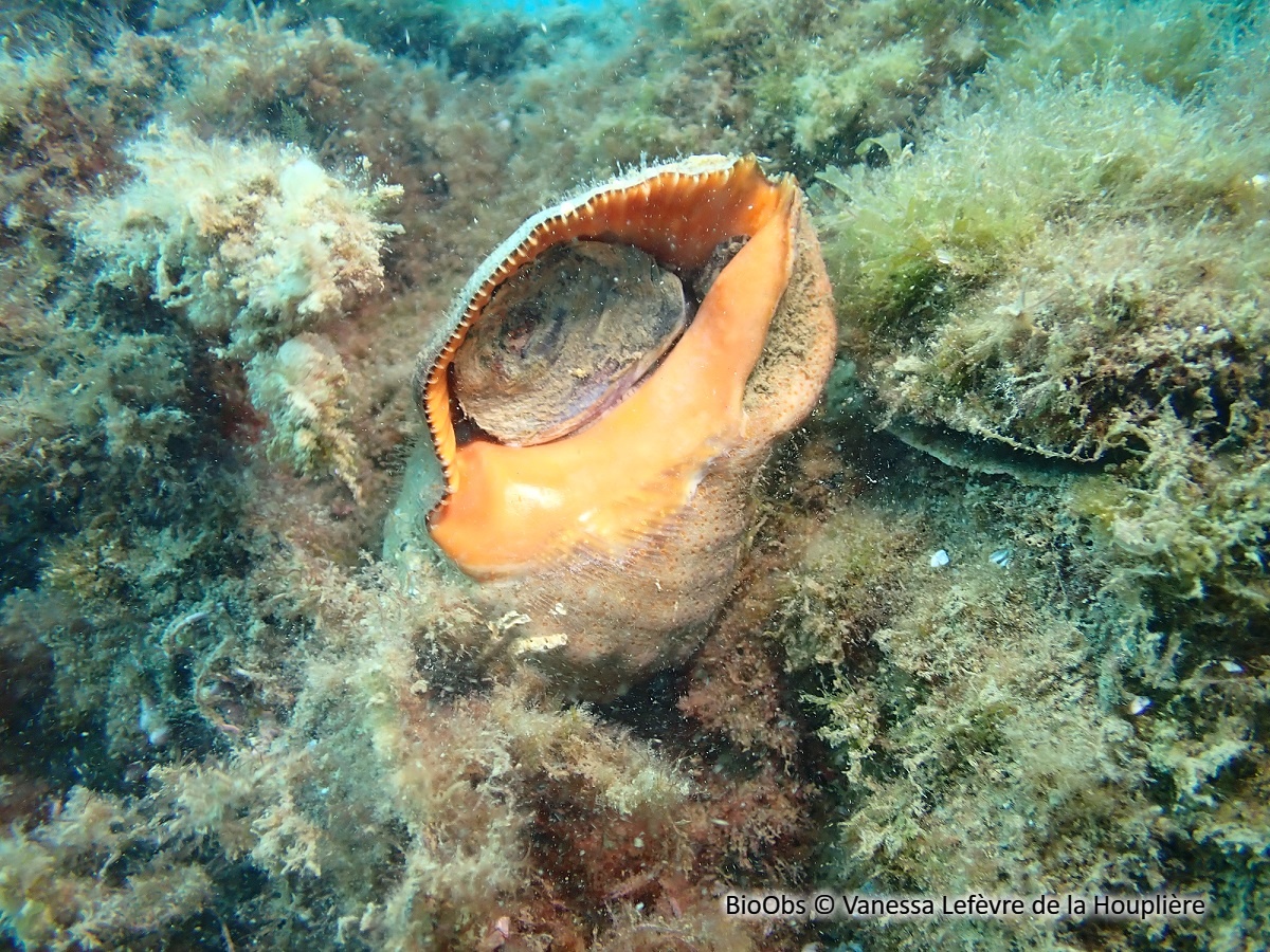 Bouche de sang - Stramonita haemastoma