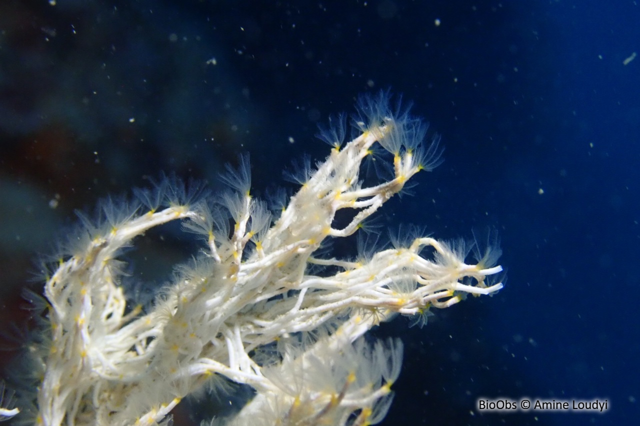 Salmacine - Salmacina sp. - Amine Loudyi - BioObs