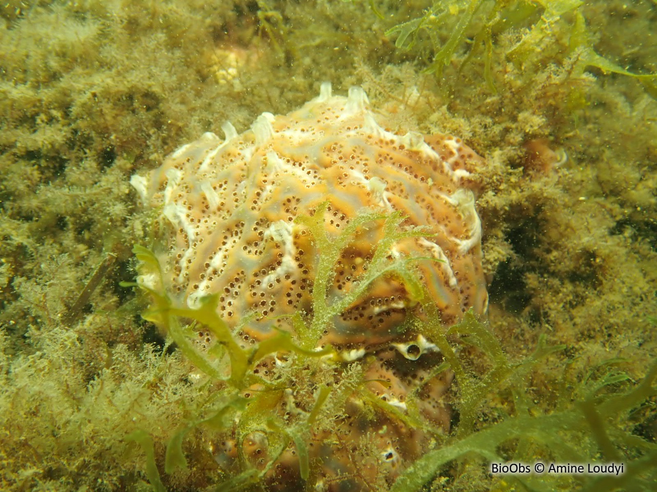 Aplidium de Nordmann; forme méditerranéenne - Aplidium aff. nordmanni - Amine Loudyi - BioObs