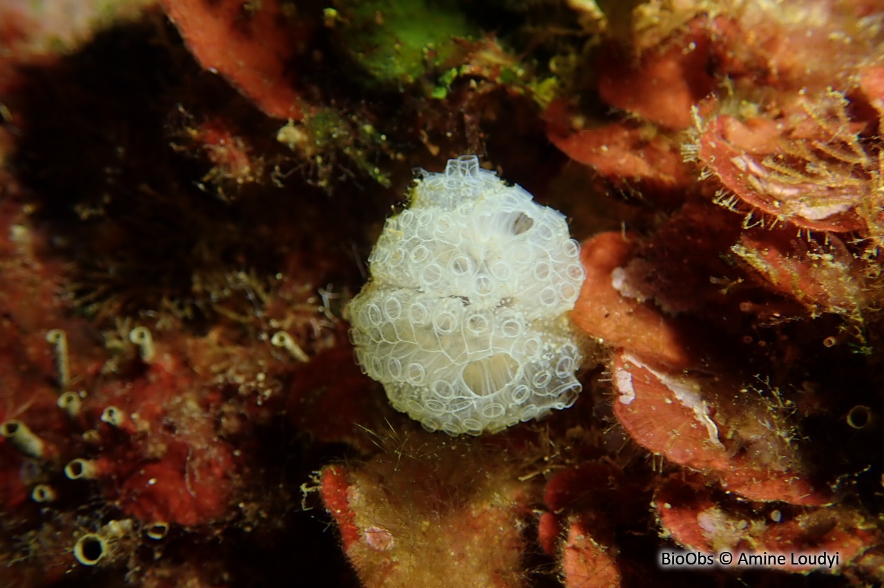 Botrylle cristallin - Botrylloides crystallinus - Amine Loudyi - BioObs