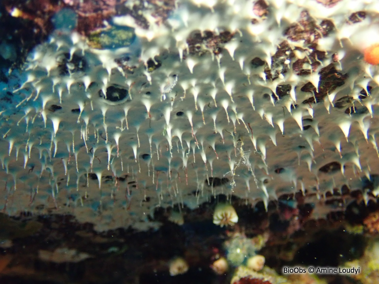 Eponge blanche épineuse - Pleraplysilla spinifera - Amine Loudyi - BioObs