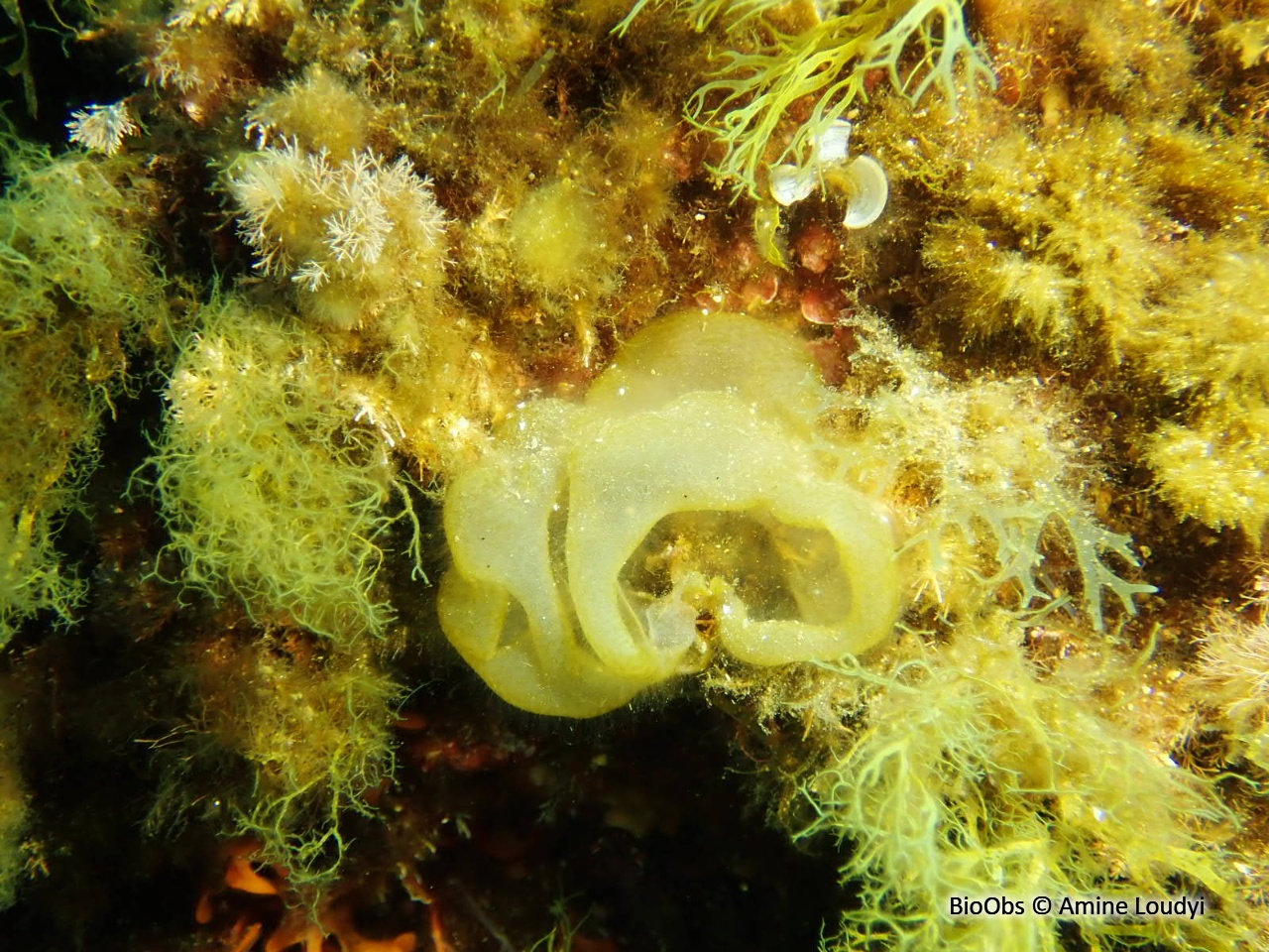 Colpoménia sinueux - Colpomenia sinuosa - Amine Loudyi - BioObs