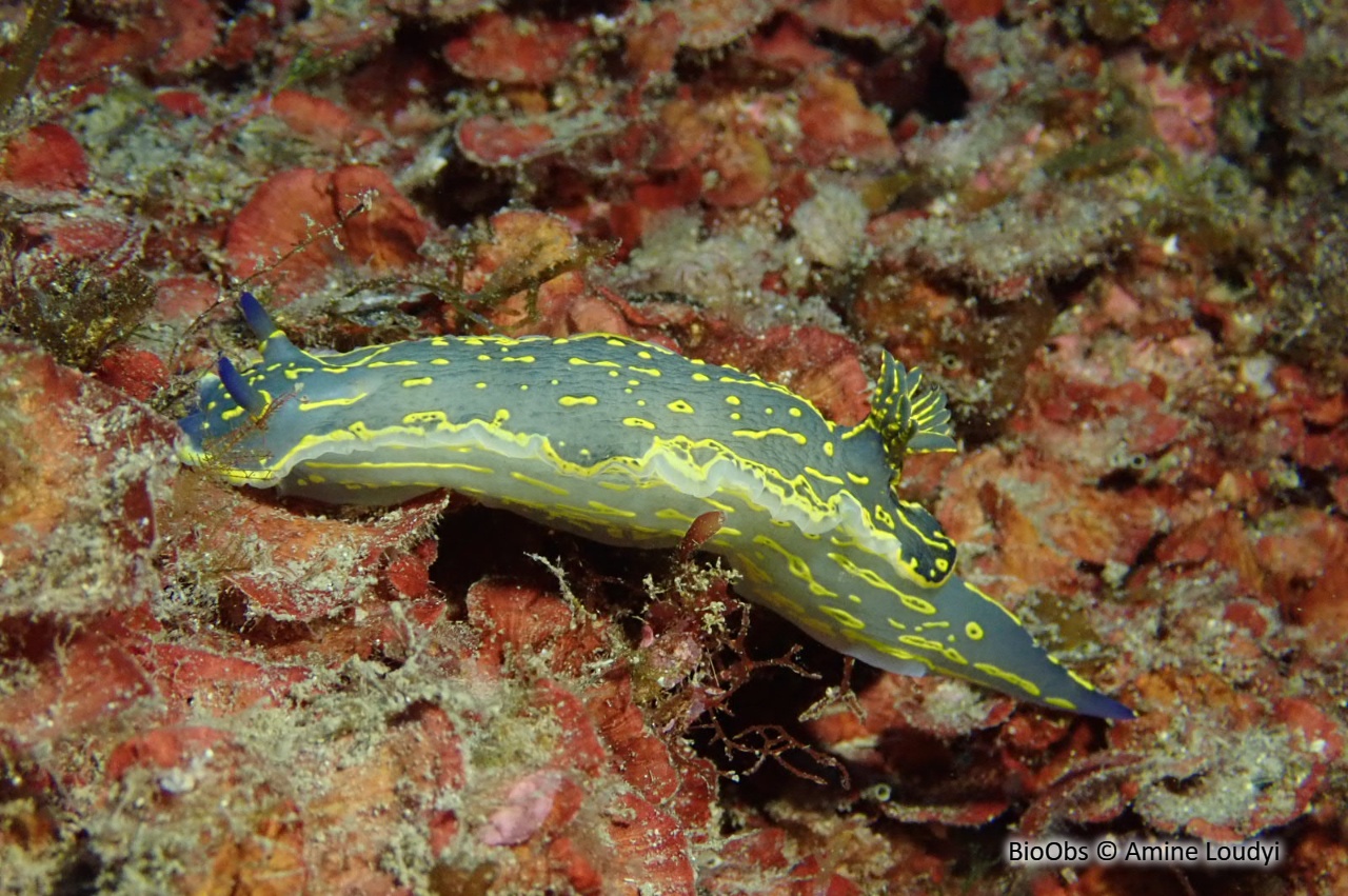 Doris géante - Felimare picta - Amine Loudyi - BioObs