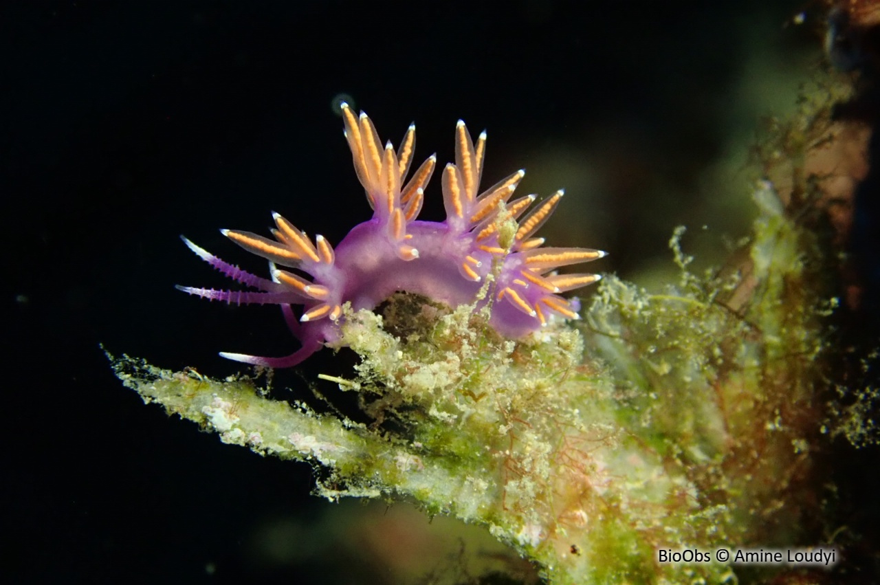 Flabelline d'Ischia - Paraflabellina ischitana - Amine Loudyi - BioObs