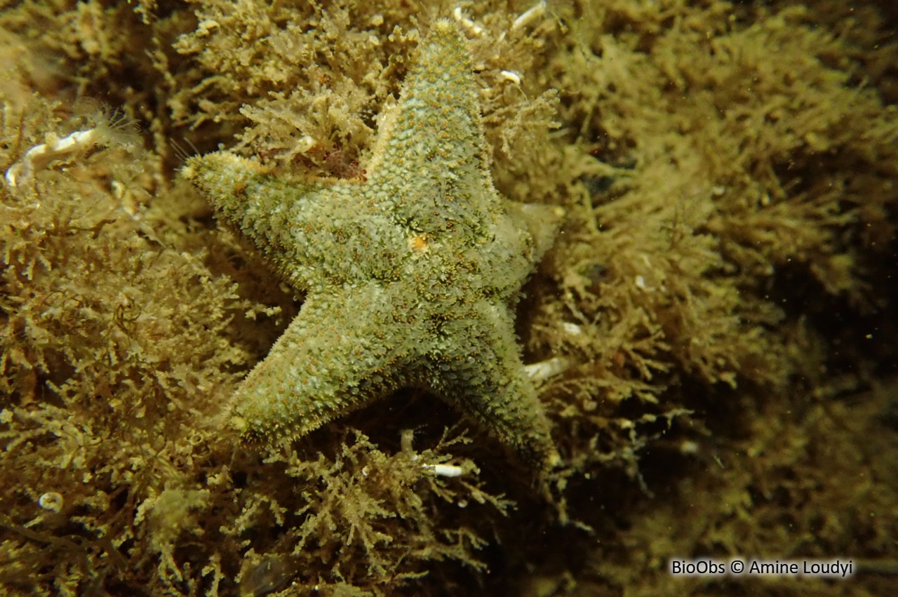 Astérie bossue - Asterina gibbosa - Amine Loudyi - BioObs