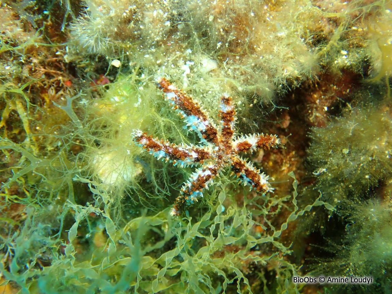 Etoile de mer épineuse - Coscinasterias tenuispina - Amine Loudyi - BioObs