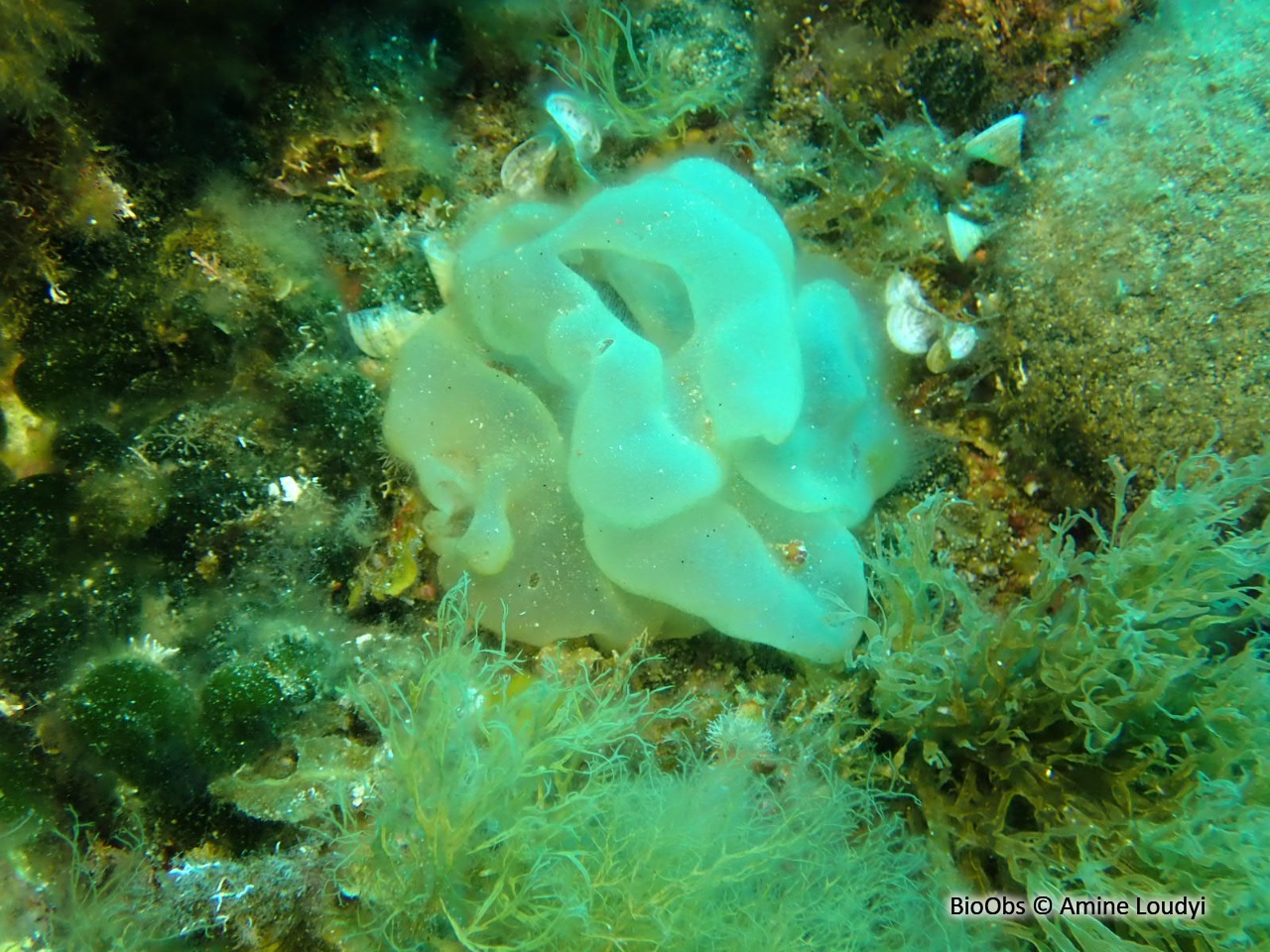 Colpoménia sinueux - Colpomenia sinuosa - Amine Loudyi - BioObs