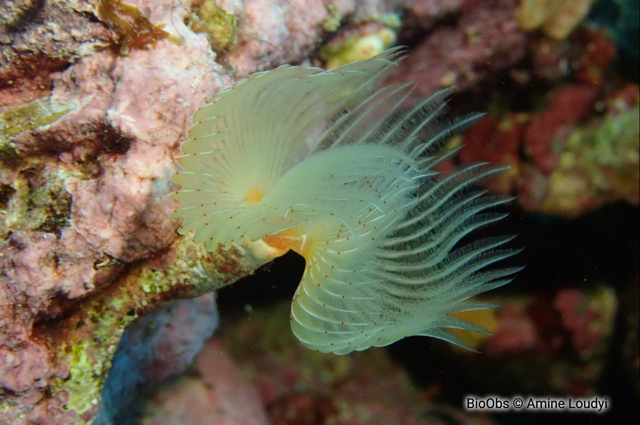Protule lisse - Protula tubularia - Amine Loudyi - BioObs
