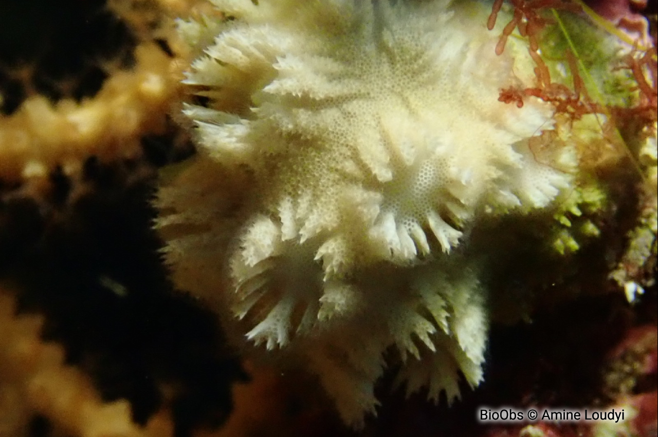 Disporelle napolitaine - Disporella hispida - Amine Loudyi - BioObs