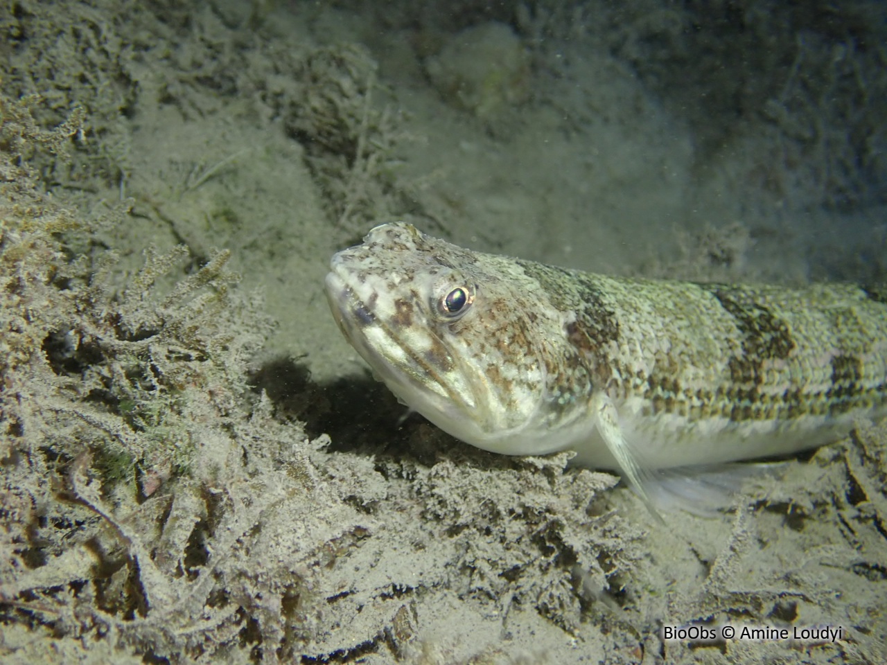Poisson lézard rayé - Synodus saurus - Amine Loudyi - BioObs