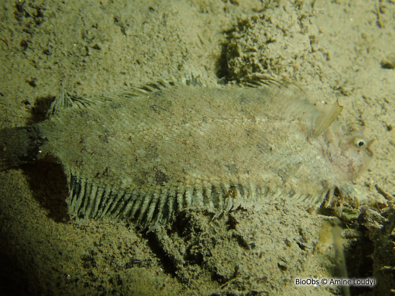 Sole velue - Monochirus hispidus - Amine Loudyi - BioObs