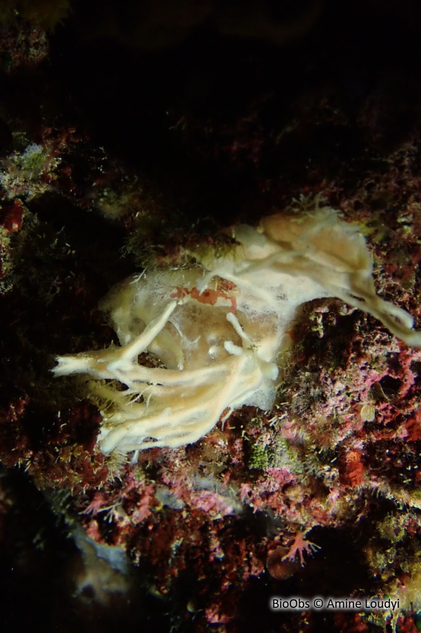 Eponge baveuse à languettes - Haliclona mucosa - Amine Loudyi - BioObs