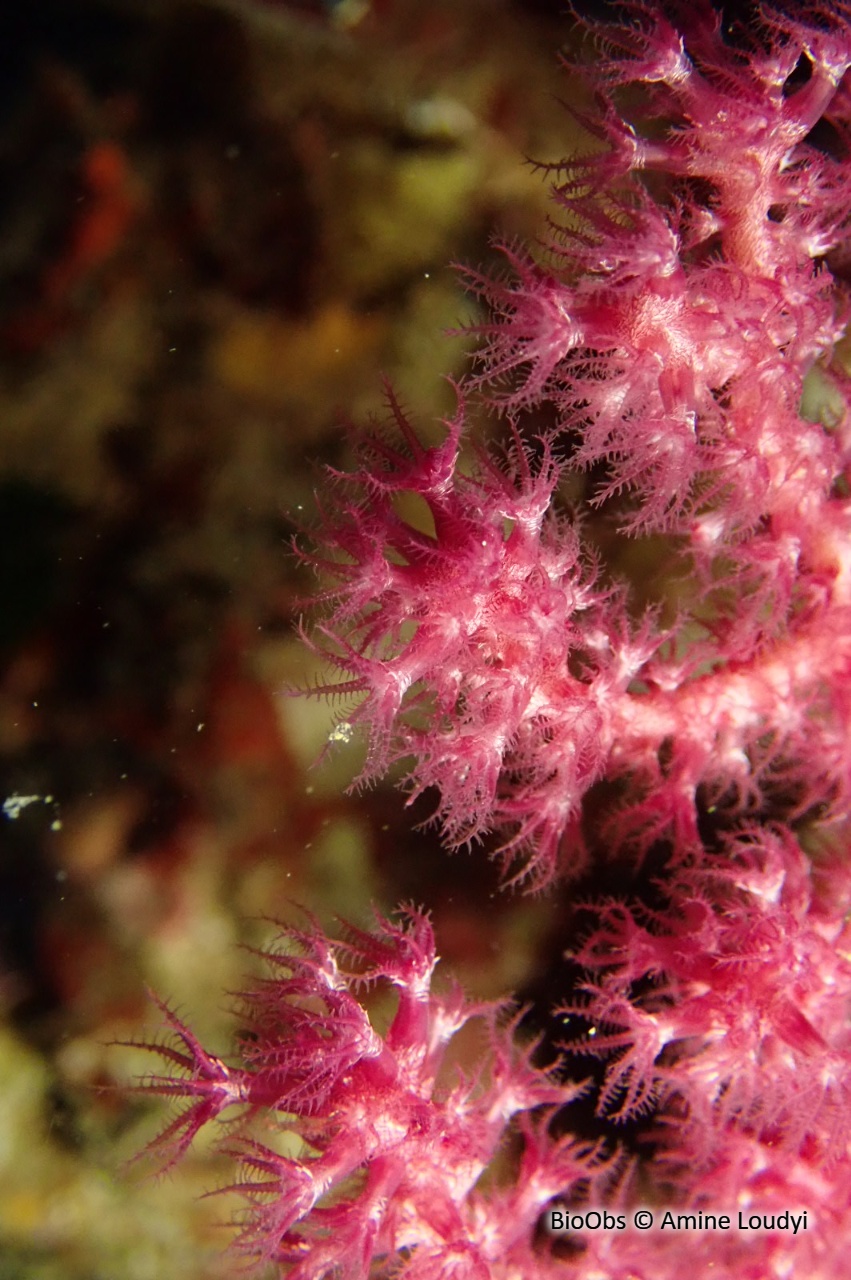 Gorgone pourpre - Paramuricea clavata - Amine Loudyi - BioObs