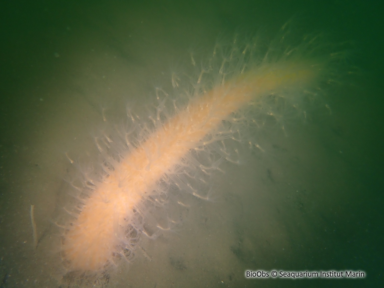 Vérétille - Veretillum cynomorium - Seaquarium Institut Marin - BioObs