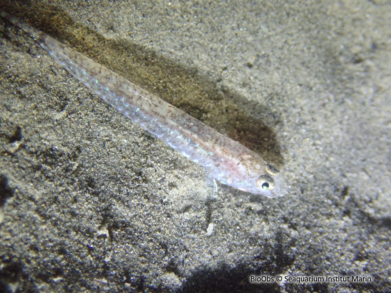 Gobie marbré - Pomatoschistus marmoratus - Seaquarium Institut Marin - BioObs