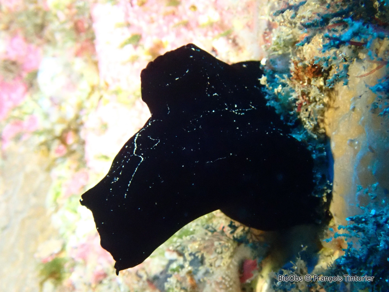 Ascidie noire lisse - Phallusia nigra - François Tinturier - BioObs