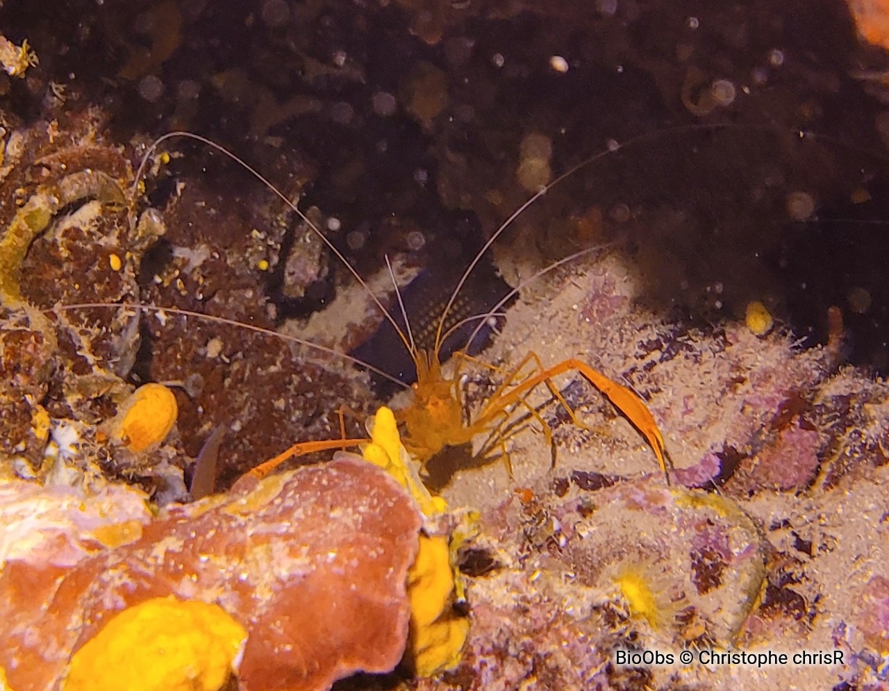 Crevette cavernicole à grandes pinces - Stenopus spinosus - Christophe chrisR - BioObs