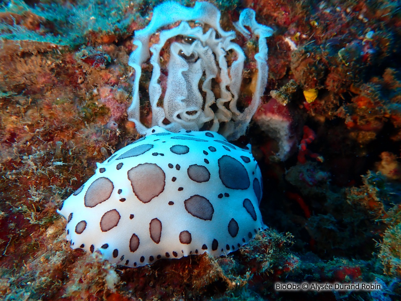 Doris dalmatien ponte - Peltodoris - Alysée Durand Robin - BioObs