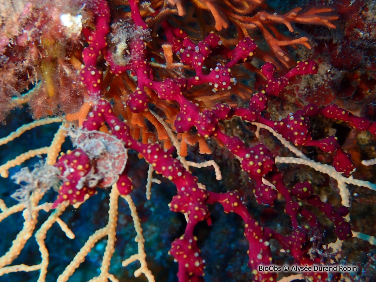 Alcyon encroûtant - Alcyonium coralloides - Alysée Durand Robin - BioObs
