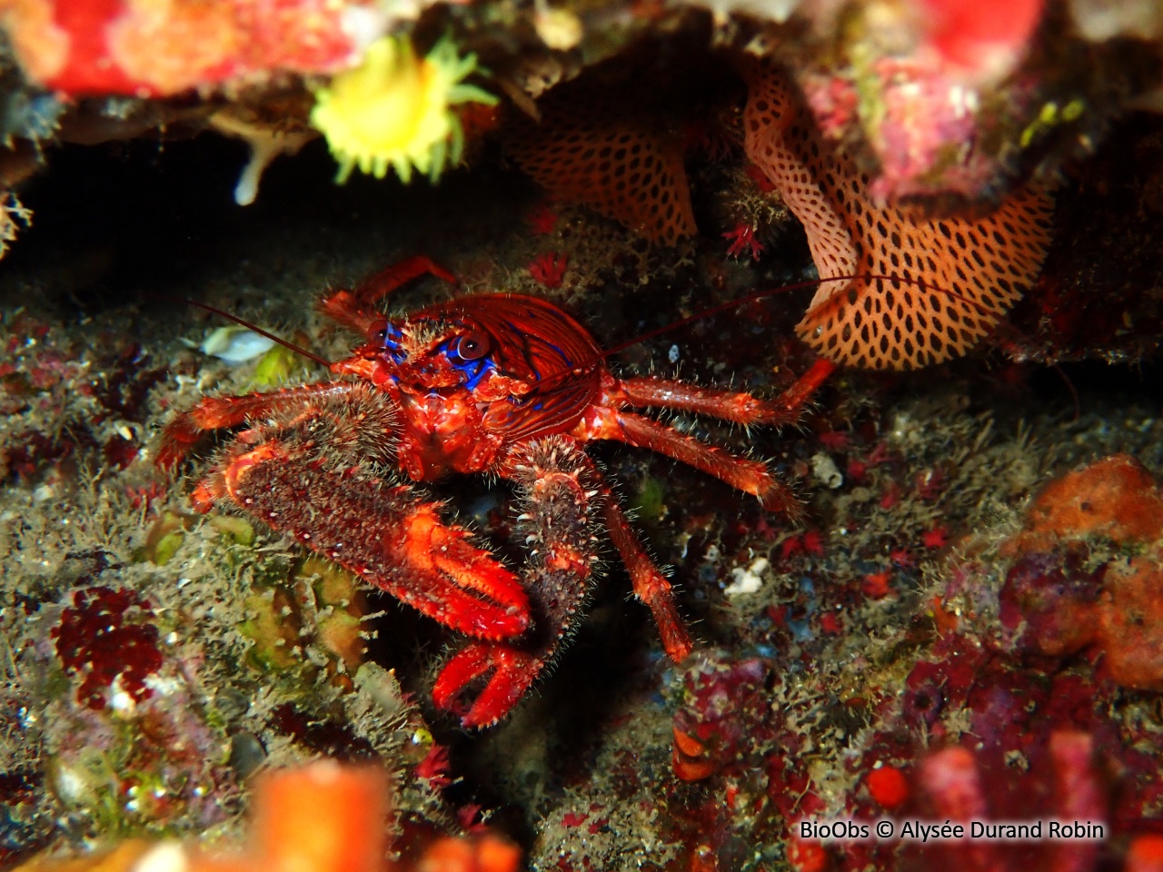 Galathée bicolore - Galathea strigosa - Alysée Durand Robin - BioObs