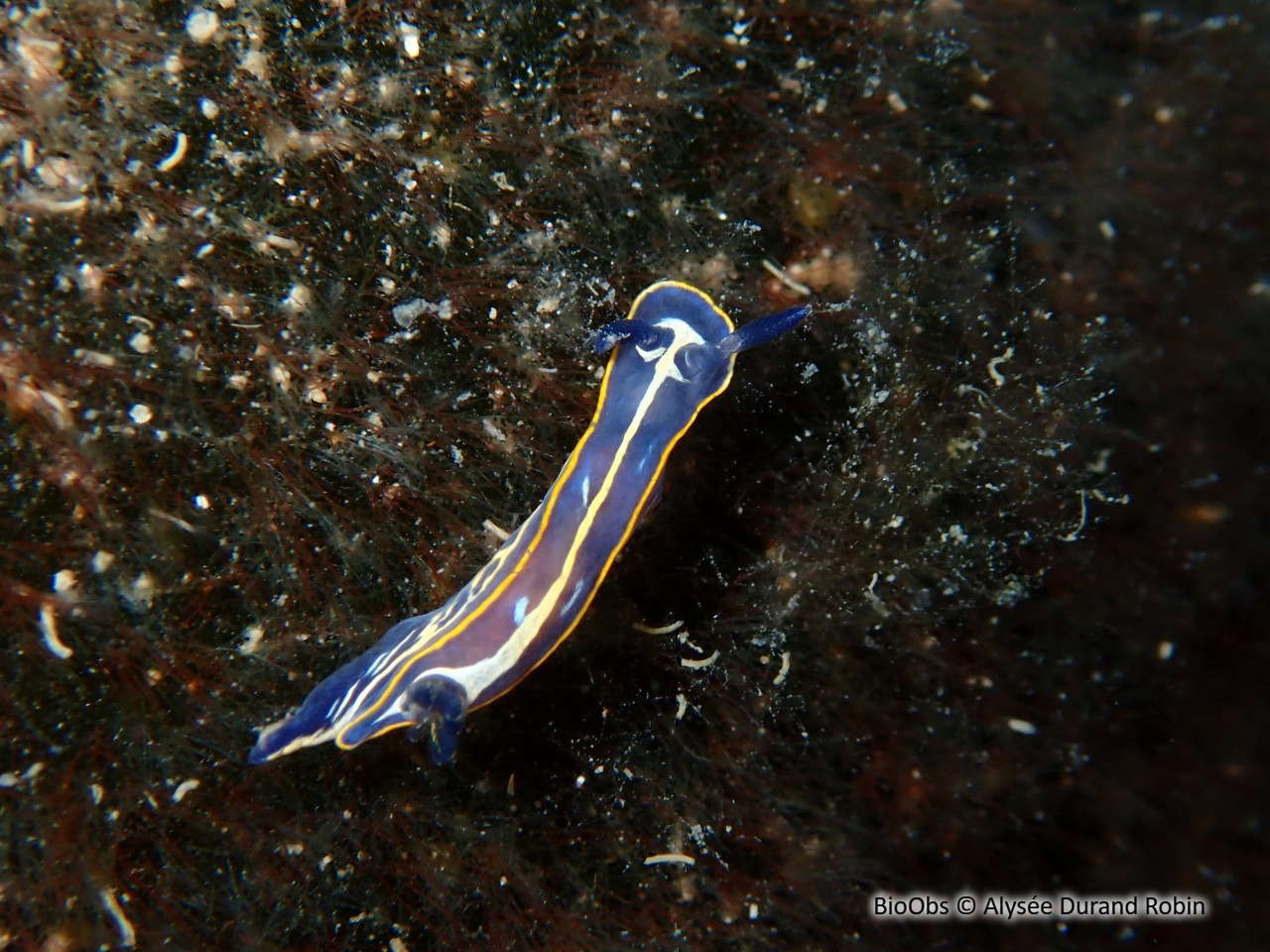 Doris de Fontandrau - Felimare fontandraui - Alysée Durand Robin - BioObs