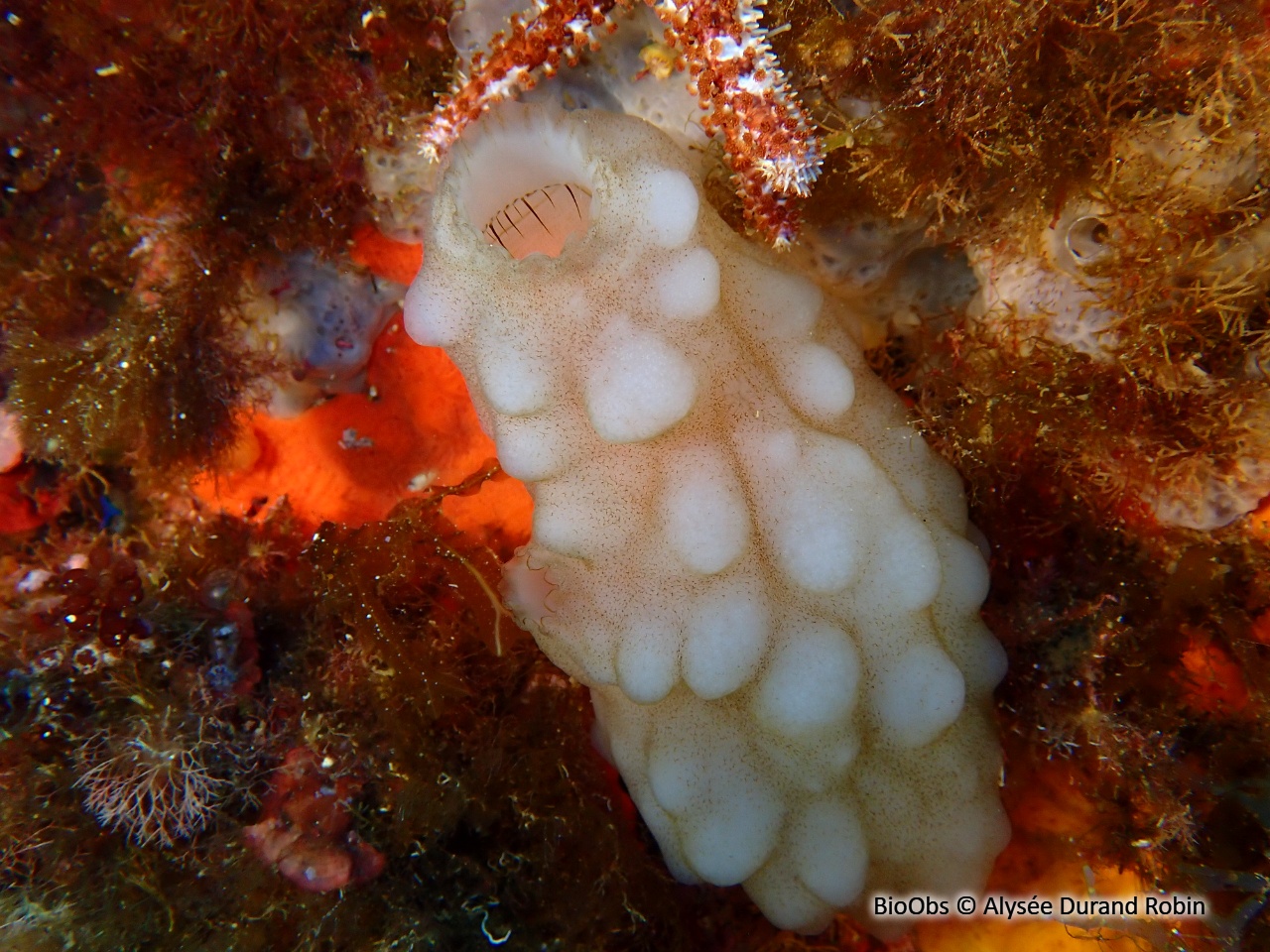 Ascidie blanche - Phallusia mammillata - Alysée Durand Robin - BioObs