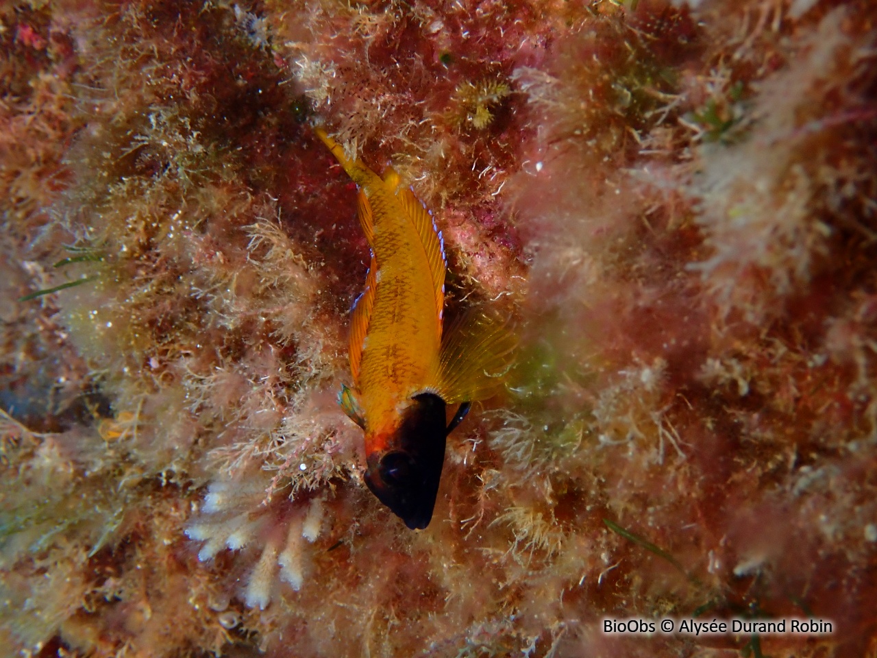 Triptérygion jaune - Tripterygion delaisi - Alysée Durand Robin - BioObs