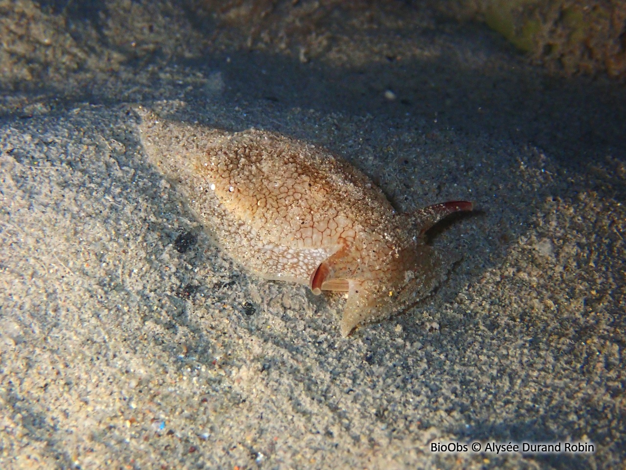 Pleurobranche de Meckel - Pleurobranchaea meckeli - Alysée Durand Robin - BioObs