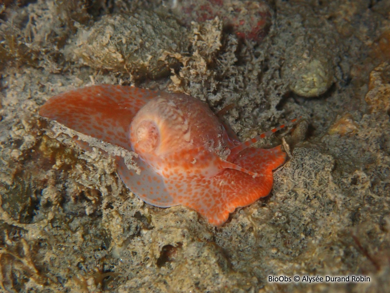 Natice fasciée - Notocochlis dillwynii - Alysée Durand Robin - BioObs