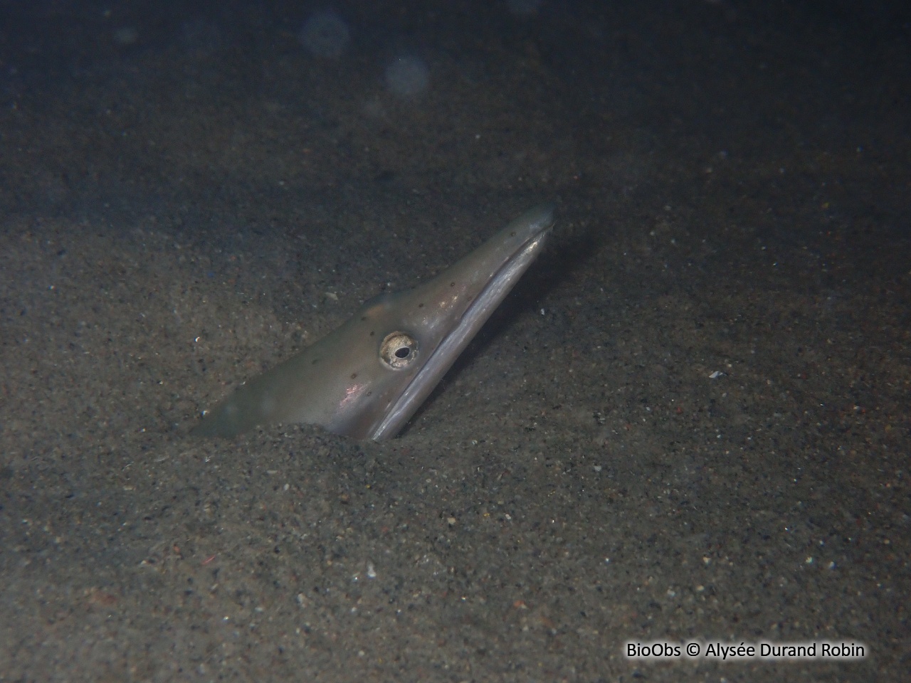 Serpenton à long nez - Ophisurus serpens - Alysée Durand Robin - BioObs