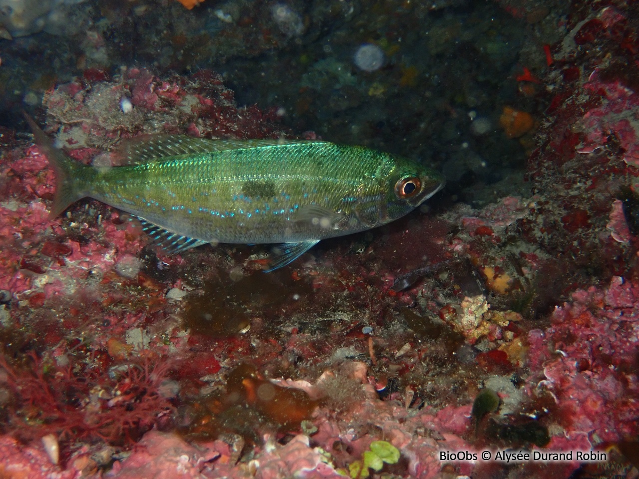 Mendole - Spicara maena - Alysée Durand Robin - BioObs