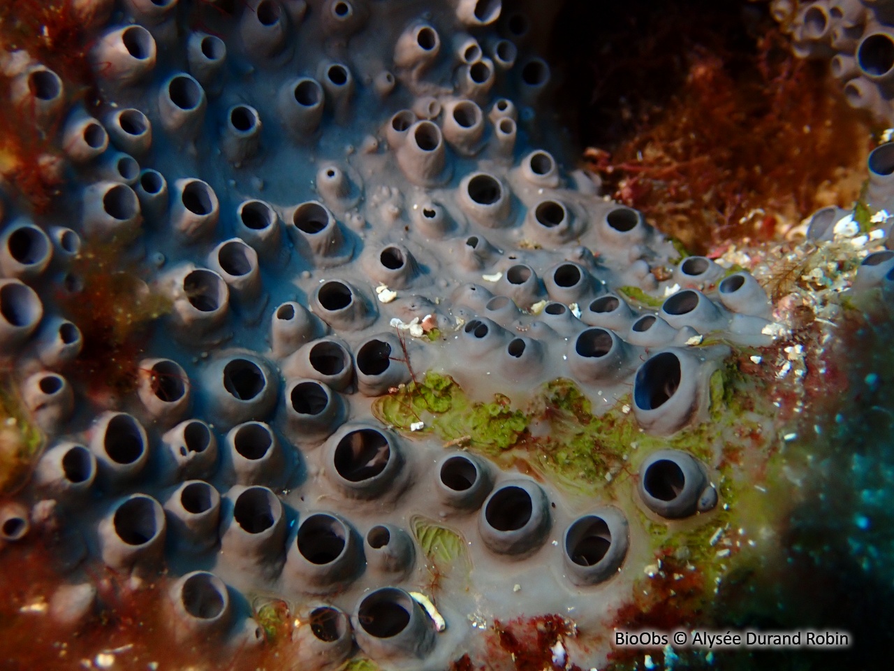 Eponge fétide - Sarcotragus foetidus - Alysée Durand Robin - BioObs
