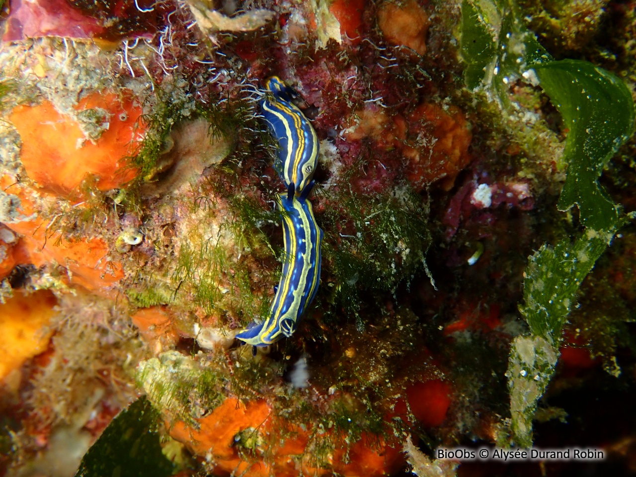 Doris tricolore - Felimare tricolor - Alysée Durand Robin - BioObs