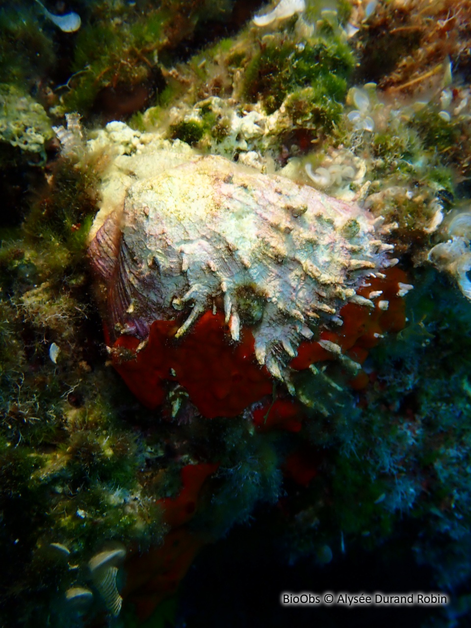 Spondyle pied-d'âne - Spondylus gaederopus - Alysée Durand Robin - BioObs