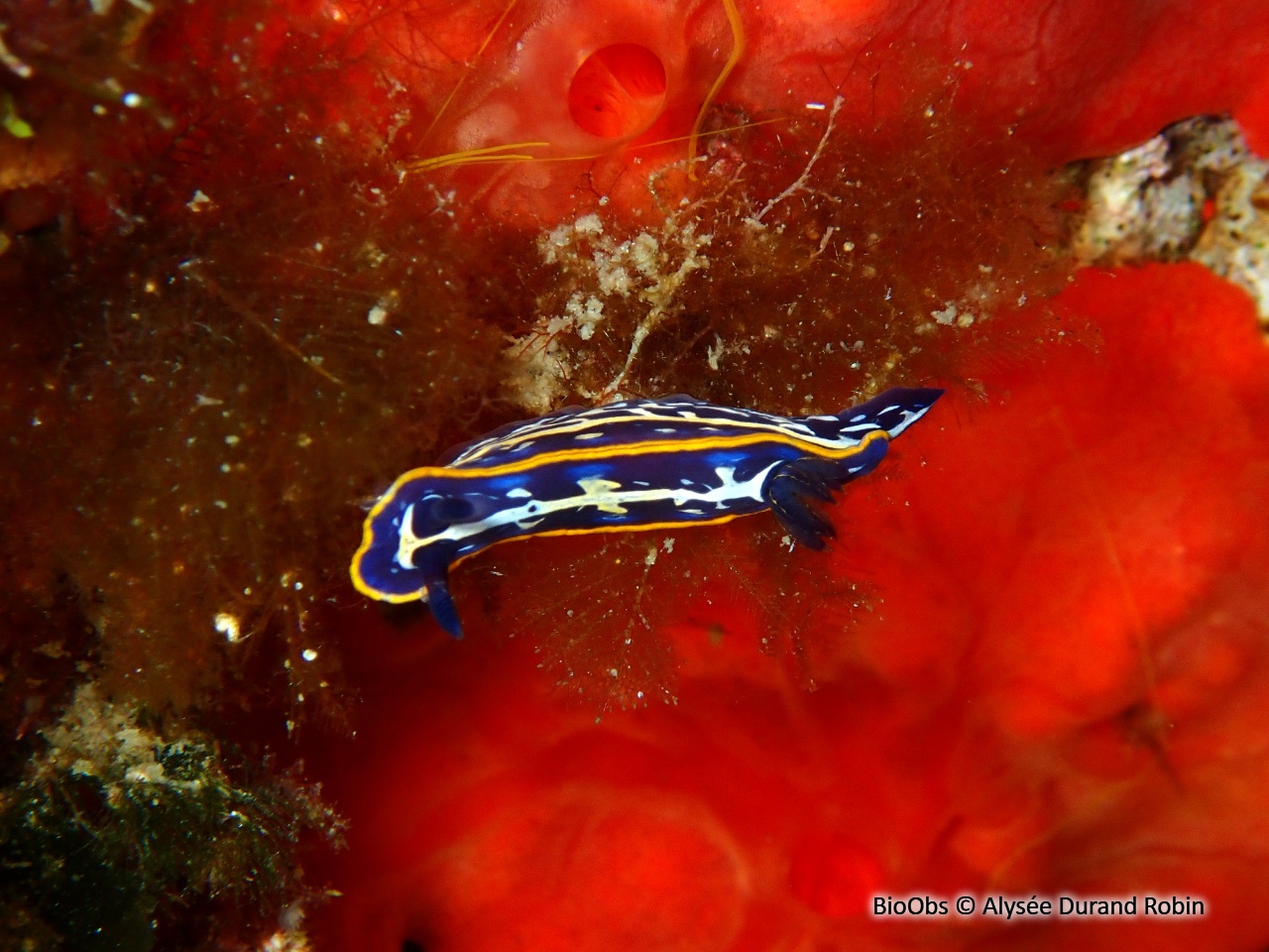 Doris de Fontandrau - Felimare fontandraui - Alysée Durand Robin - BioObs