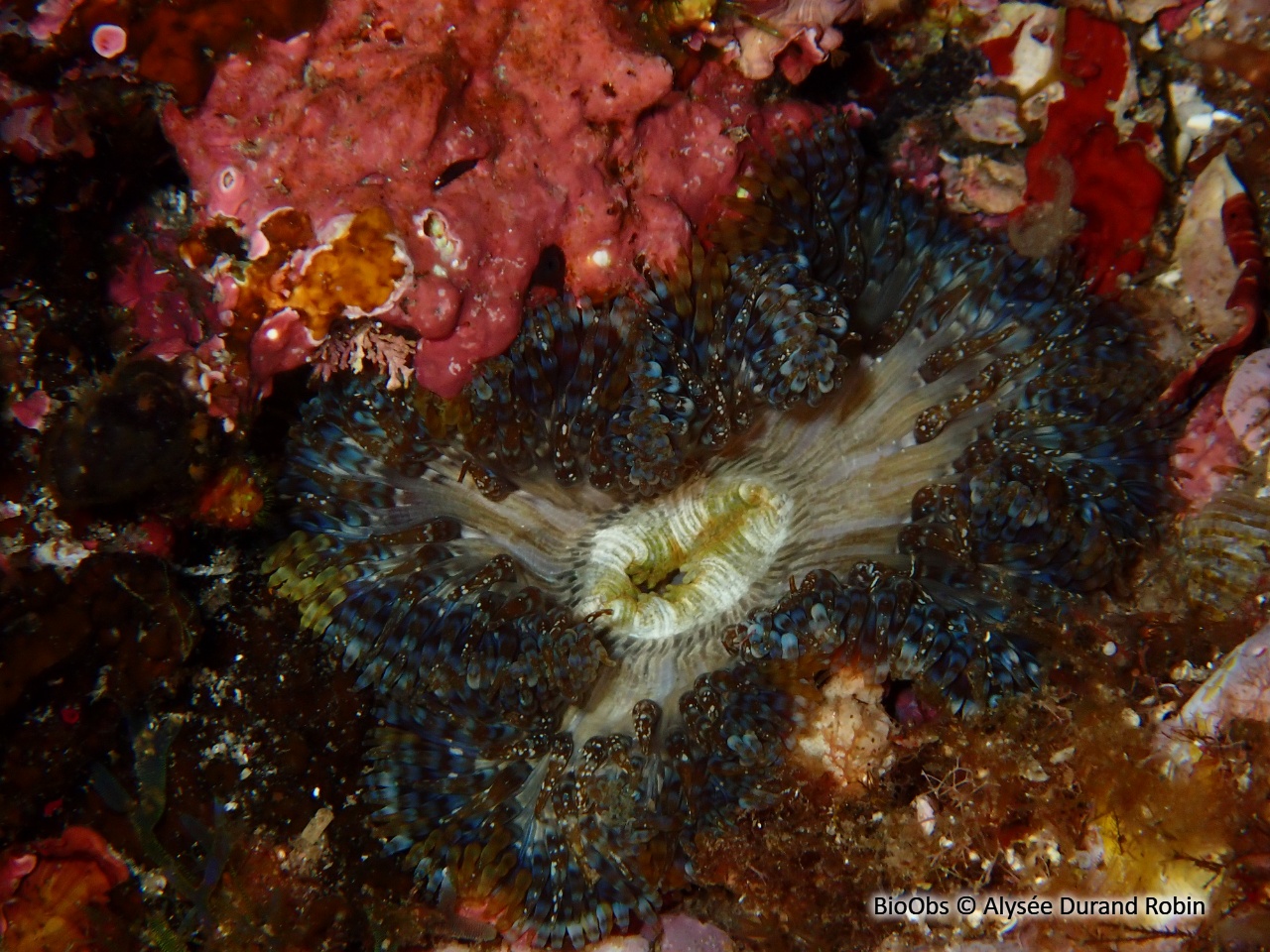 Anémone solaire - Cereus pedunculatus - Alysée Durand Robin - BioObs