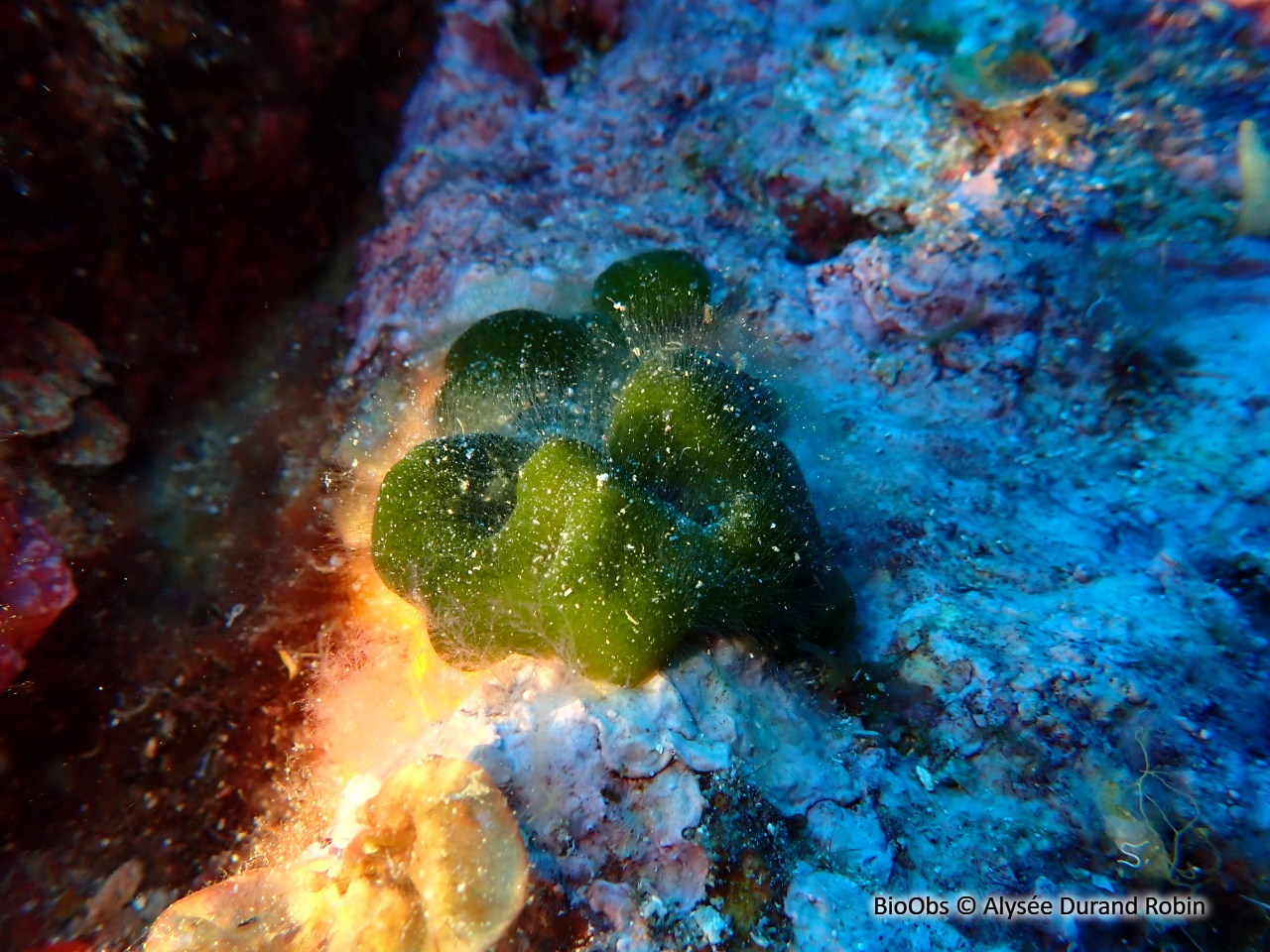 Codium mamelonné - Codium coralloides - Alysée Durand Robin - BioObs