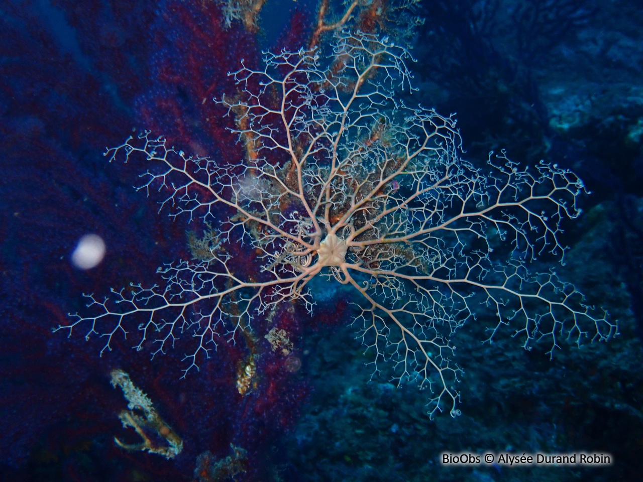 Gorgonocéphale - Astrospartus mediterraneus - Alysée Durand Robin - BioObs