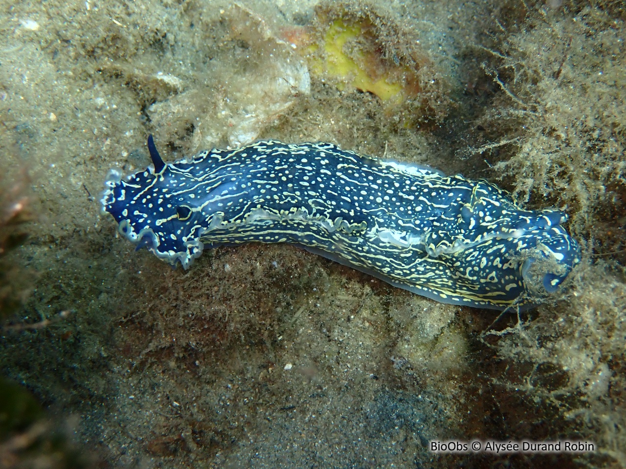 Doris géante - Felimare picta - Alysée Durand Robin - BioObs