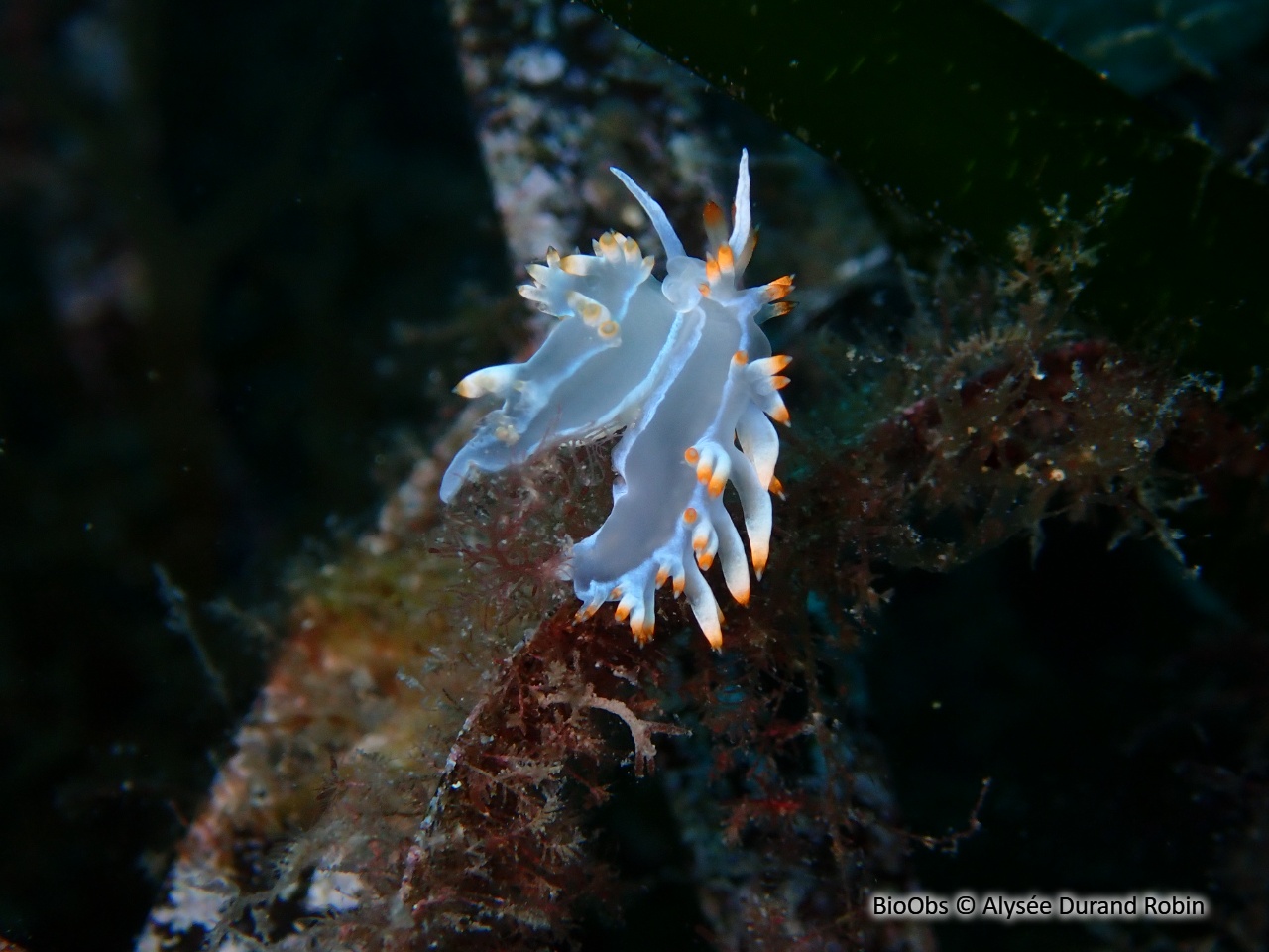 Flabelline blanche - Luisella babai - Alysée Durand Robin - BioObs