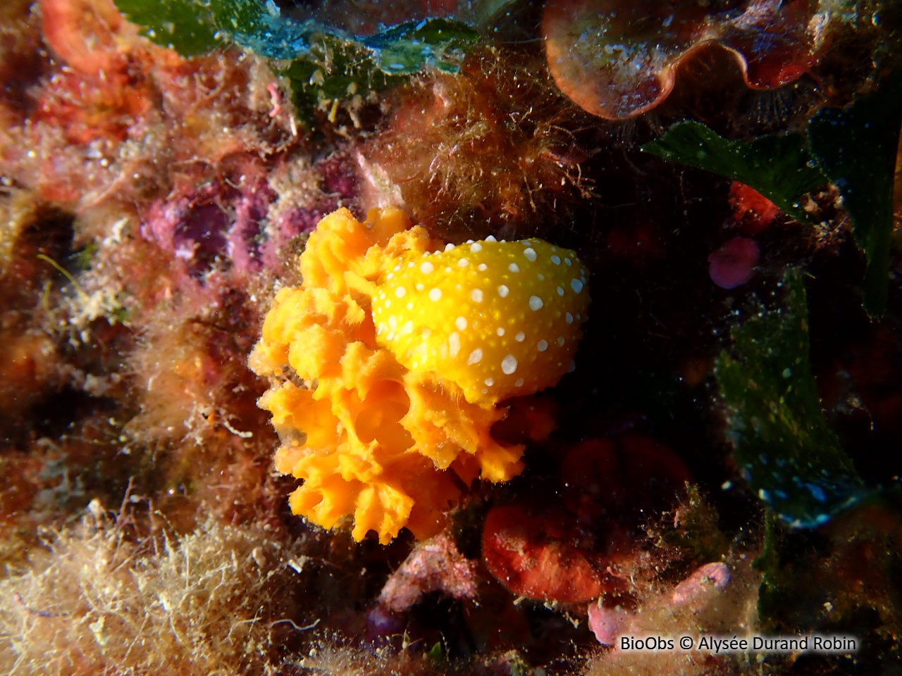 Phyllis à ponctuations blanches - Phyllidia flava - Alysée Durand Robin - BioObs