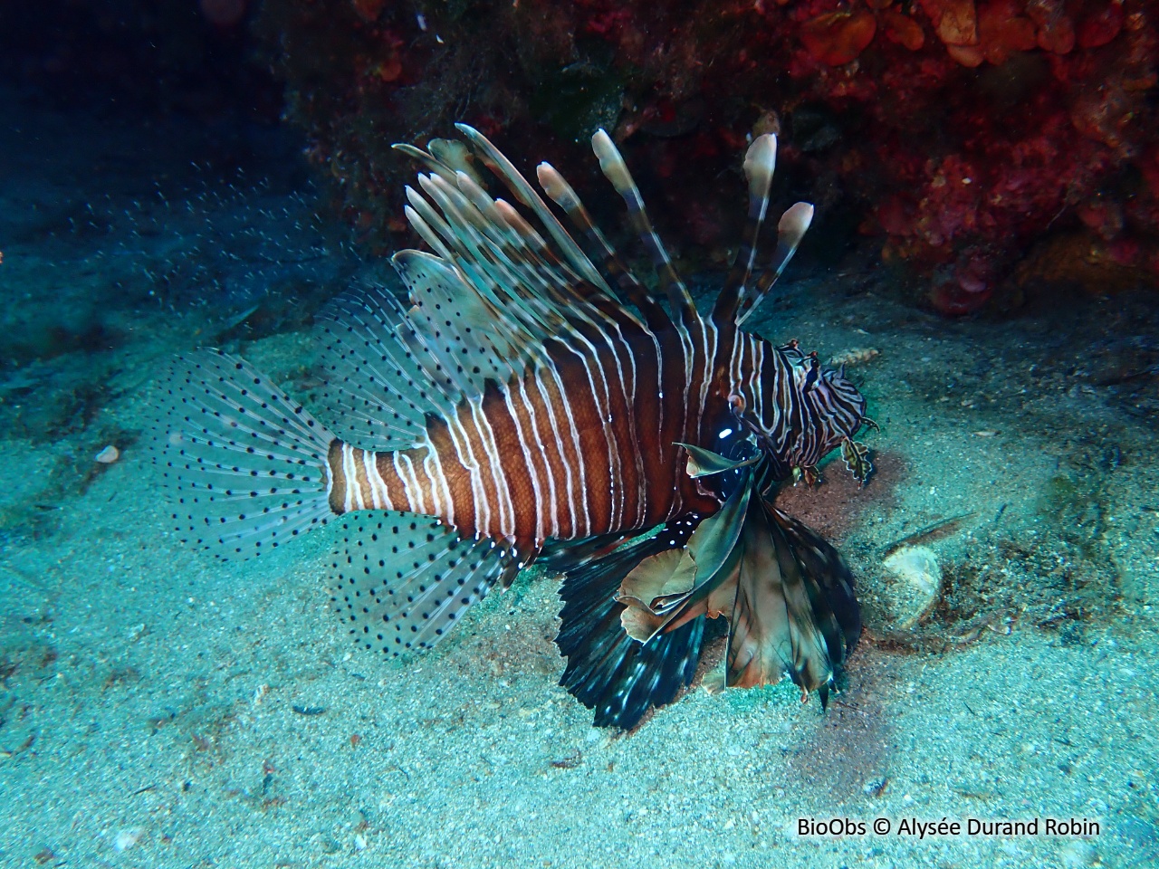 Rascasse volante de l'océan Indien - Pterois miles - Alysée Durand Robin - BioObs