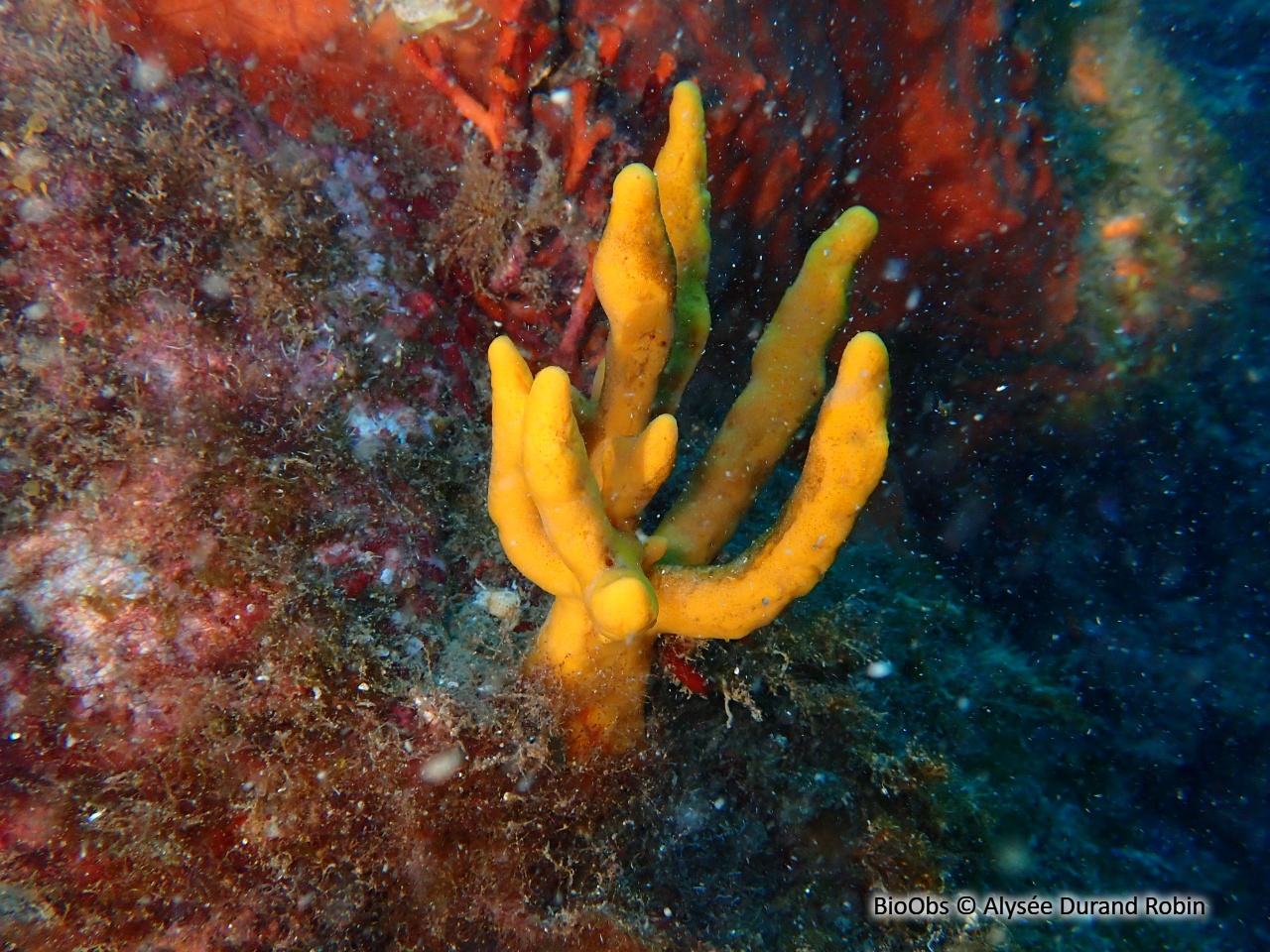 Axinelle commune - Axinella polypoides - Alysée Durand Robin - BioObs