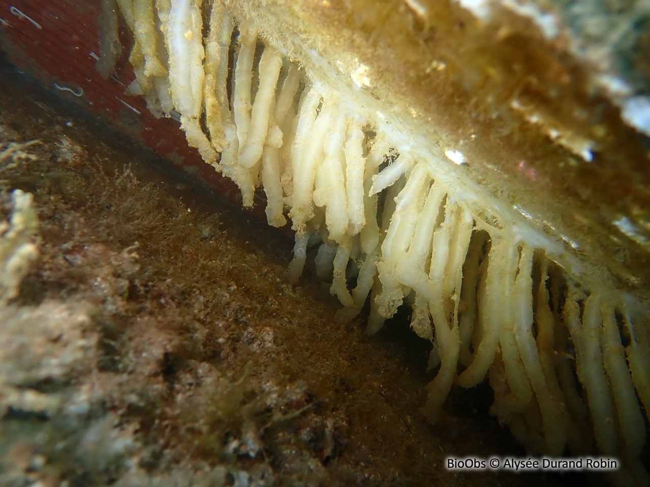 Calmar ponte - Loligo - Alysée Durand Robin - BioObs